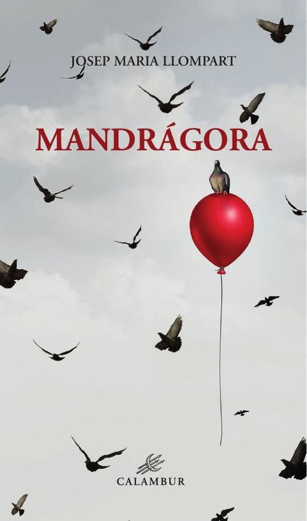 Mandrágora